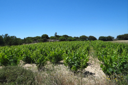 Vineyards / Wineries